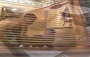 Juicy tranny in ass satisfactions