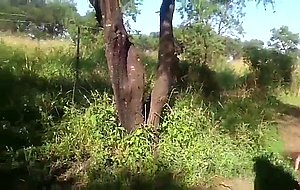 Msanzi