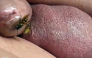 Wasp on cock