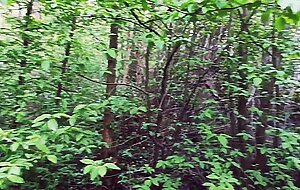 Babbylittle, slobbery bj in the forest to an unknown guy