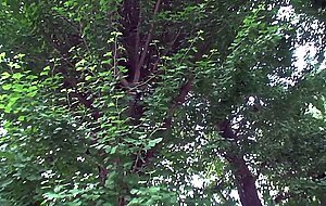 Wanz-238 the sex out raw middle if you can put up with terrible tech asakura yu!