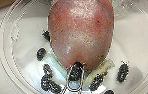 Pillbug nibbling in dickhole HD porn - SEXTVX.COM