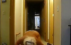 Fat cd playing vibrator